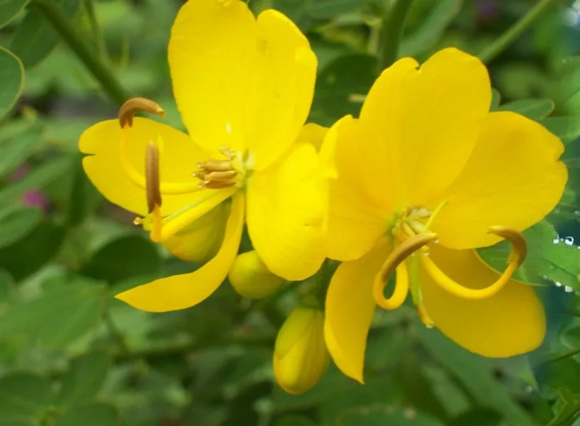 Alexandrian Senna (Cassia acutifolia)