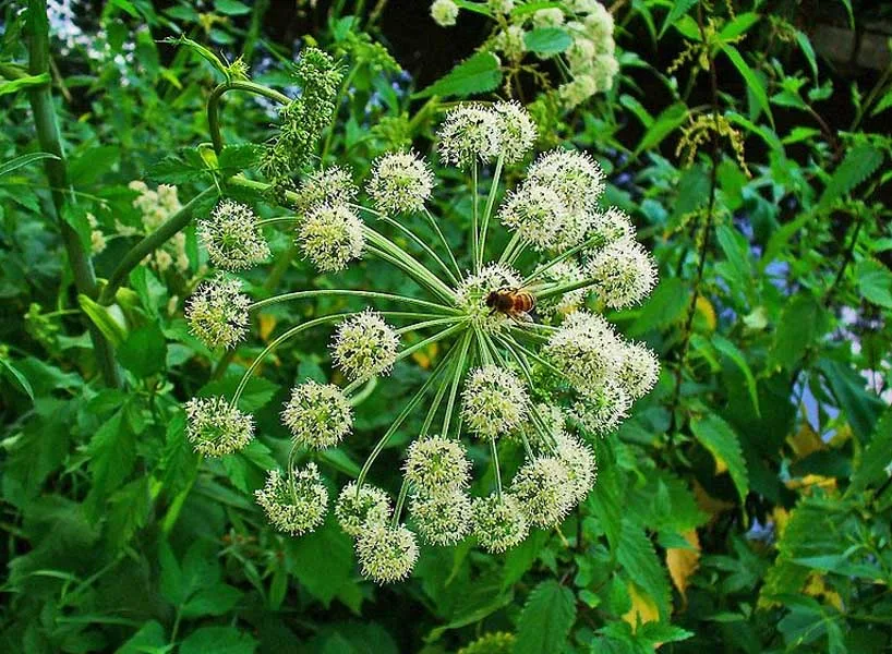 Angelica (Angelica archangelica) - Kot Hua Bua Angelica (Angelica archangelica)
