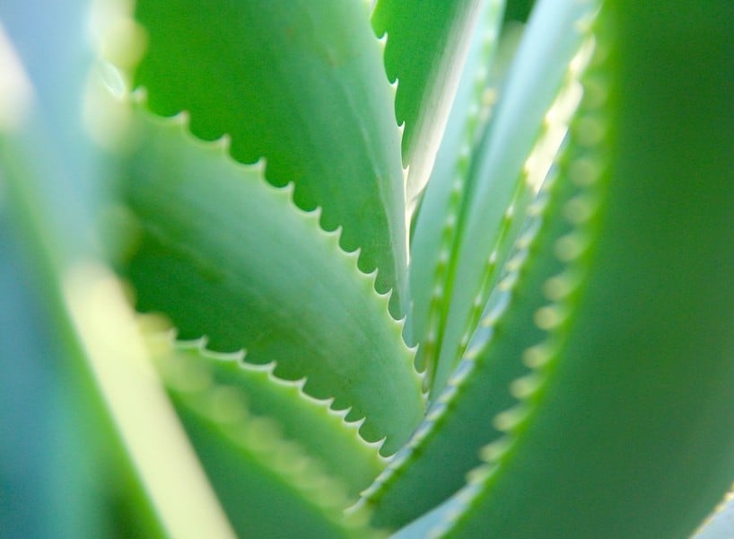 Aloe Vera (Aloe indica)