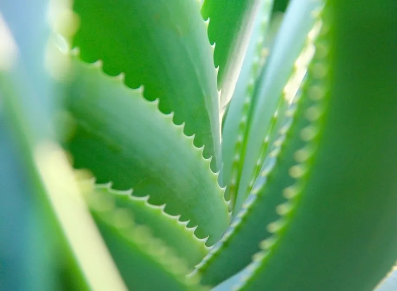 Aloe Vera (Aloe indica) - Waan Haang Jarakhe Aloe Vera (Aloe indica)