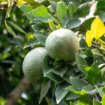 Indian Bael Fruit Powder