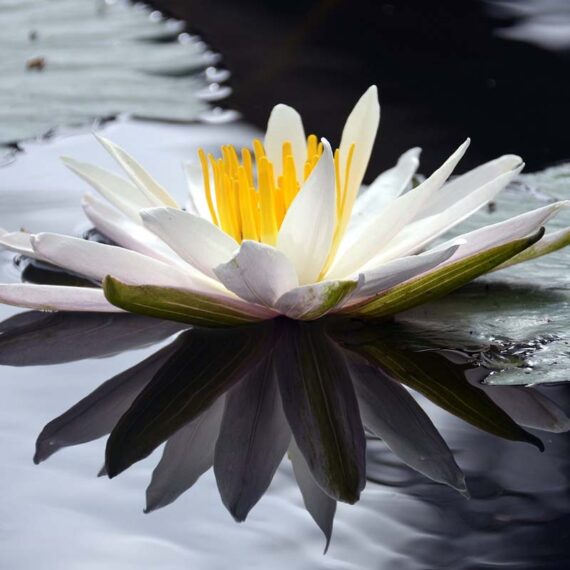 White Lotus (Nelumbo nucifera)