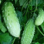 Bitter Melon (Momordica charantia)