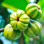 Garcinia cambogia Powder