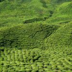 Green Tea (Camillia sinensis)