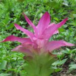 Wild Turmeric (Curcuma aromatica)