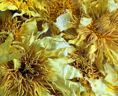 Yellow Lotus Dried Flowers (Nelumbo lutea)