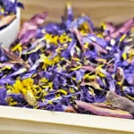 LOTUS DREAM (Blue & Red Lotus)