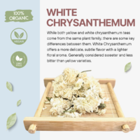 White Chrysanthemum Tea Organic