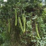 African Dream Herb Powder