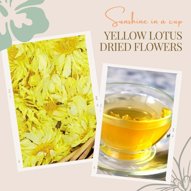Organic yellow lotus flowers