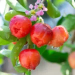 Acerola Cherry Powder