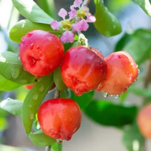 Acerola Cherry Powder