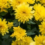 Chrysanthemum Powder