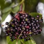 Elderberry Powder