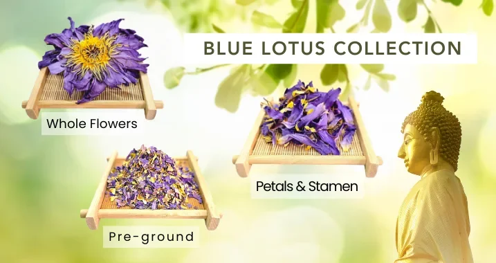 Blue Lotus Collection